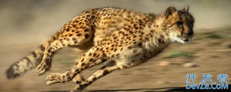 猎豹的速度有多快（猎豹的速度有多快视频）